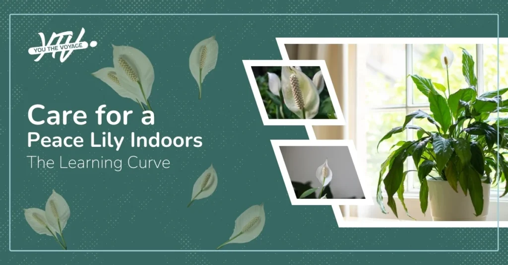 How To Care For a Peace Lily Indoors | ytvblog