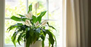 How To Care For a Peace Lily Indoors | ytvblog