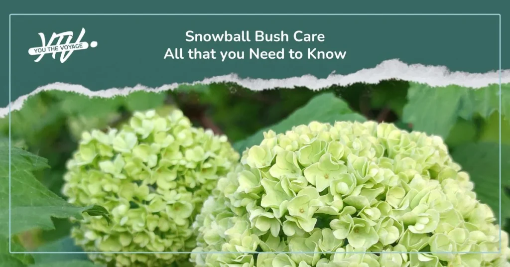 Snowball Bush | ytvblog