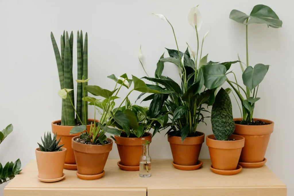 Peace Lily | ytvblog