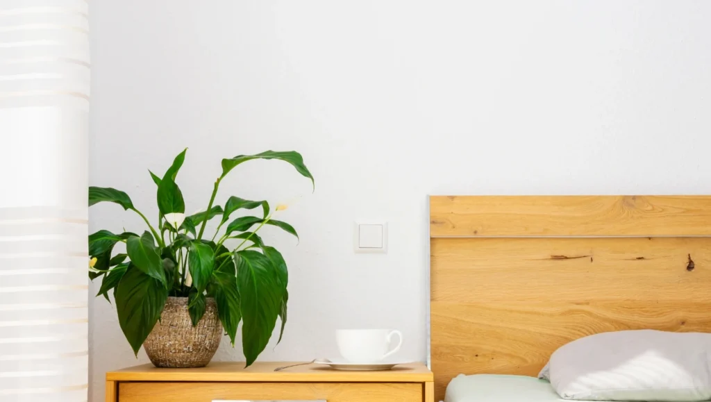 Peace Lily | ytvblog