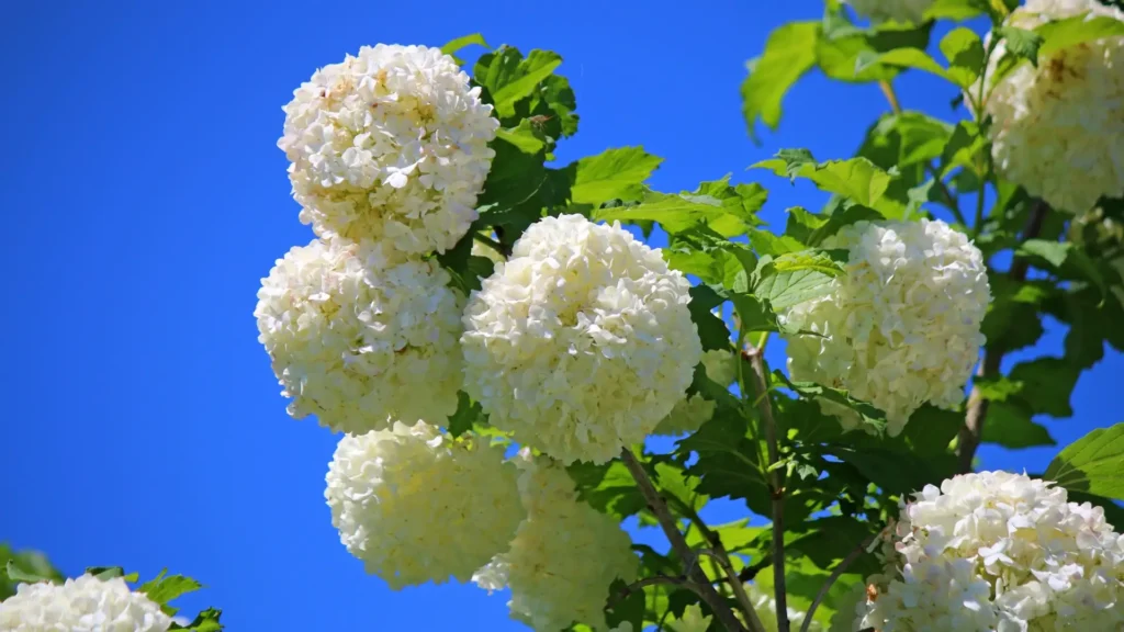 Snowball Bush | ytvblog