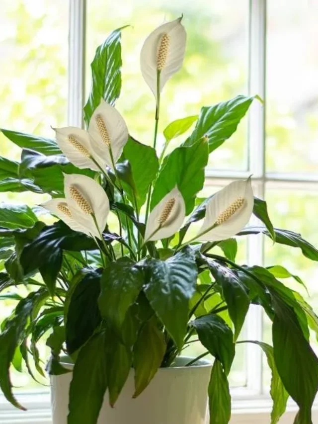 How To Care For a Peace Lily Indoors | ytvblog