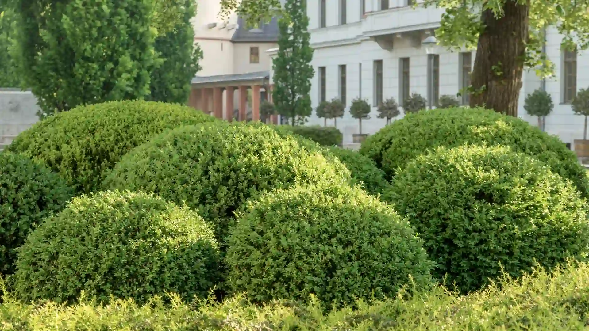 Boxwood Shrubs | ytvblog