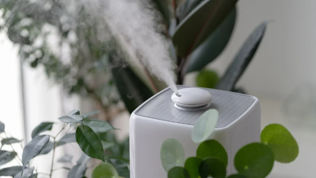 Indoor Plants Care | ytvblog