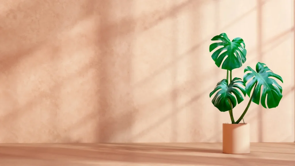 Indoor Plants Care | ytvblog