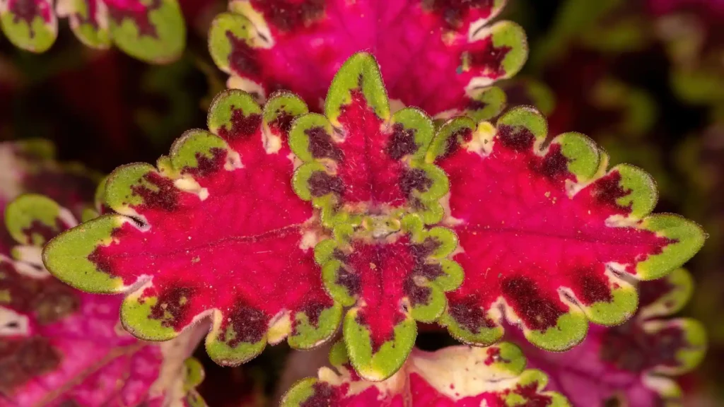 Dicot | ytvblog