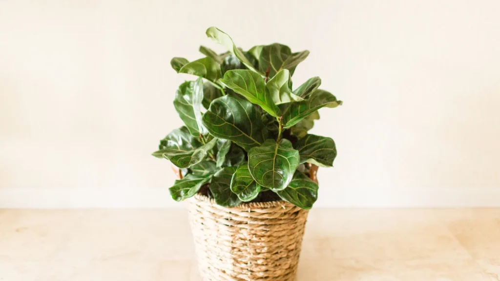 Indoor Plants Care | ytvblog