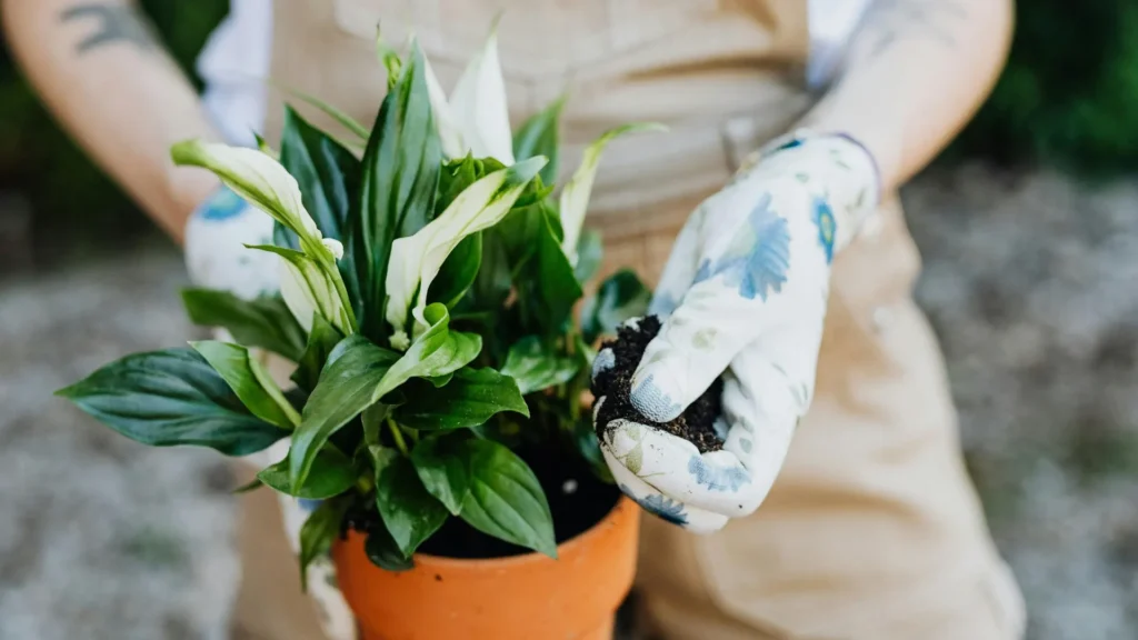 Peace Lily Maintenance and Care | ytblog