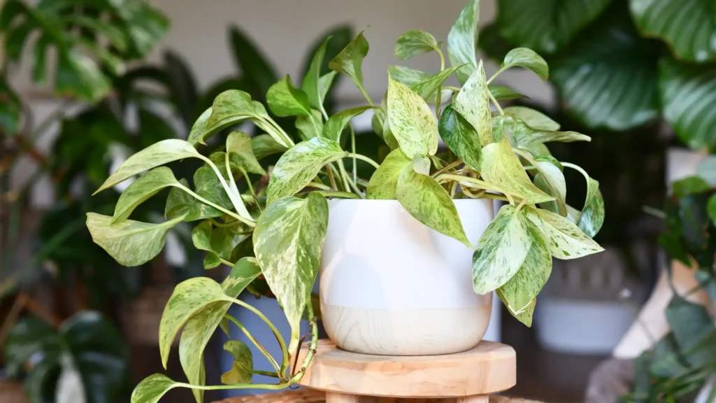 Indoor Plants Care | ytvblog