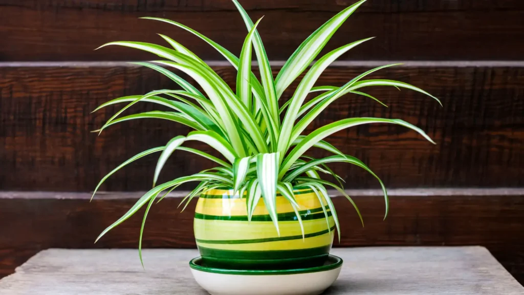 Indoor Plants Care | ytvblog
