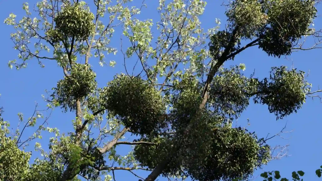 Mistletoe | ytvblog