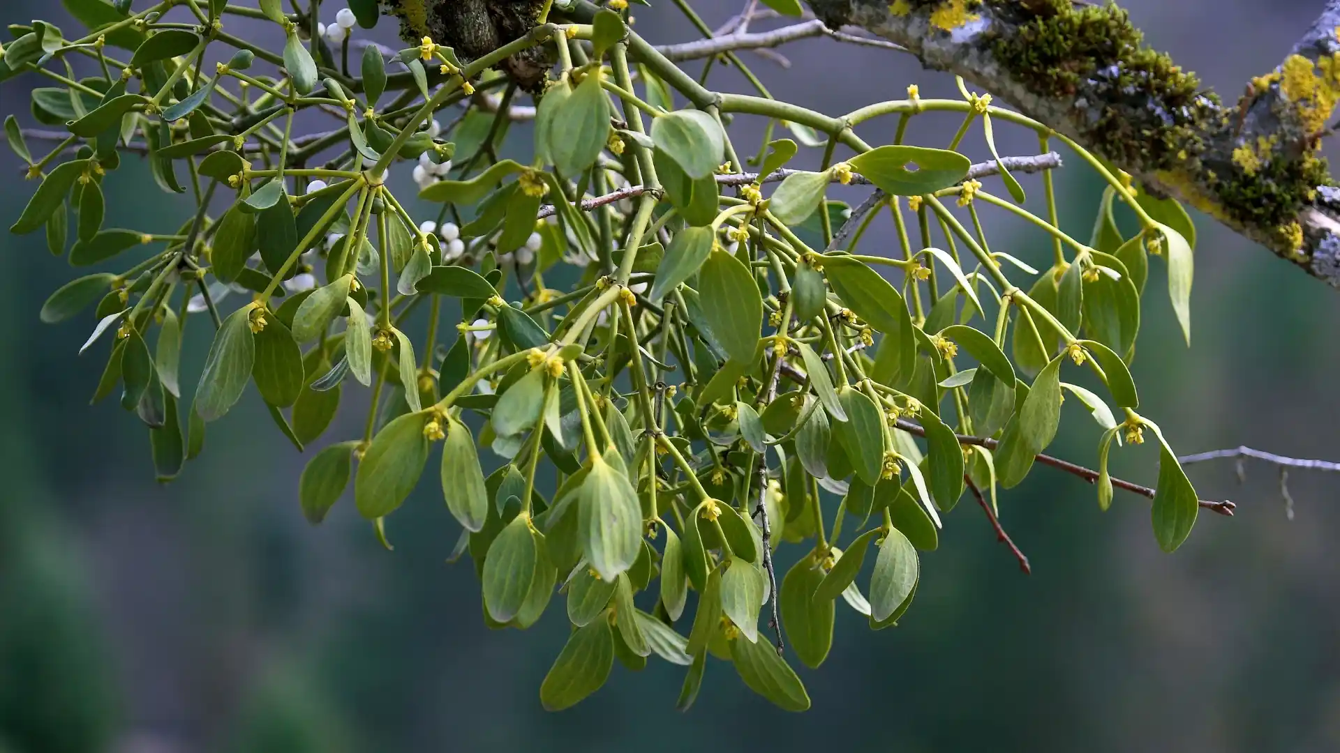 Mistletoe | ytvblog