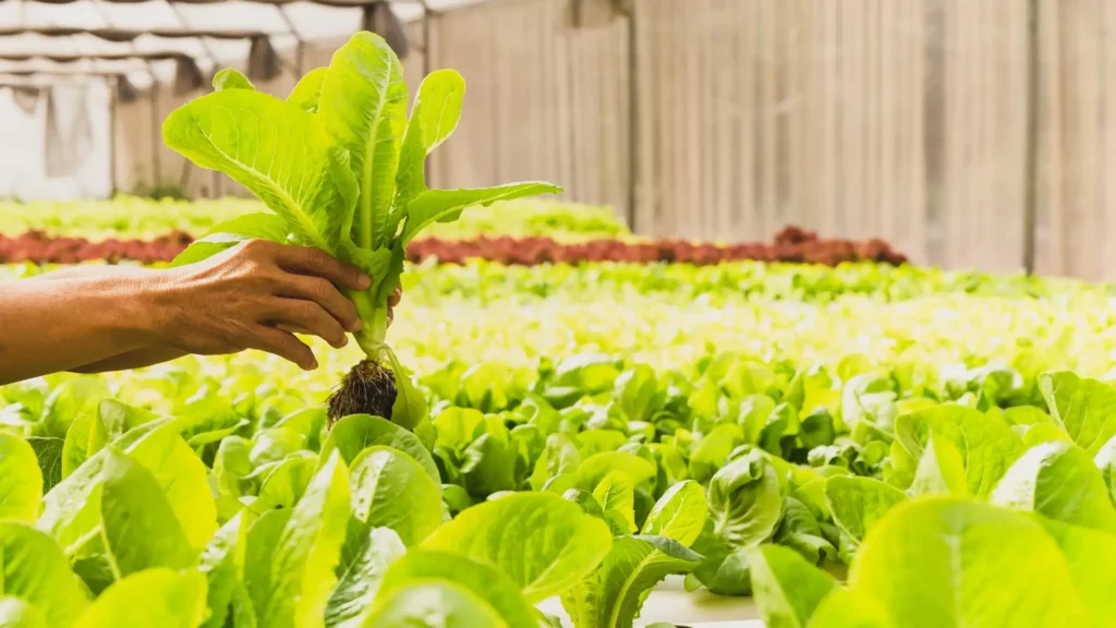 Organic Farming | ytvblog