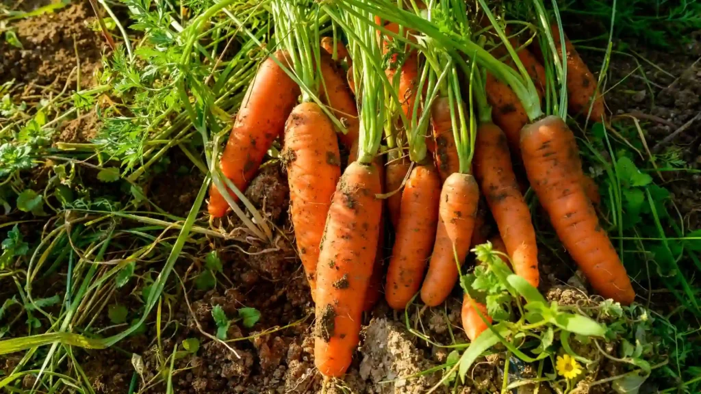 Organic Farming | ytvblog