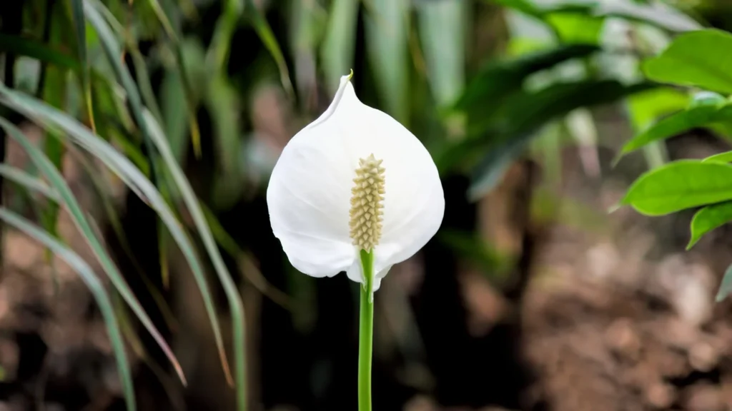 Peace Lily Maintenance and Care | ytblog