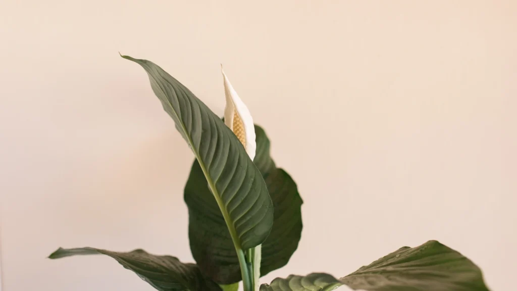 Peace Lily Maintenance and Care | ytblog