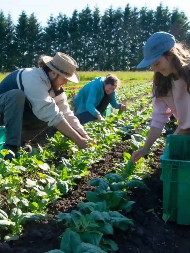 Organic Farming | ytvblog