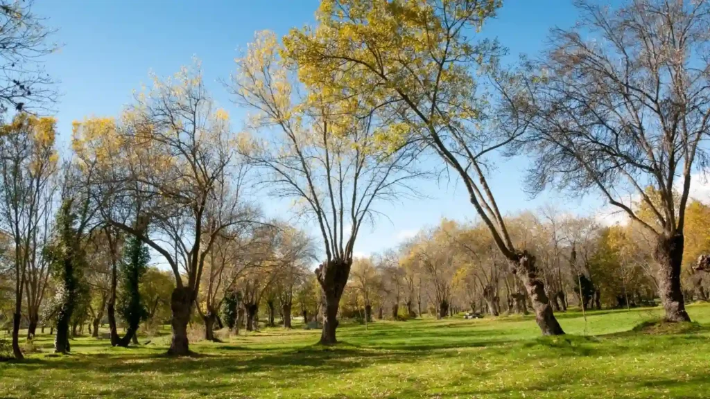 Ash Tree | ytvblog