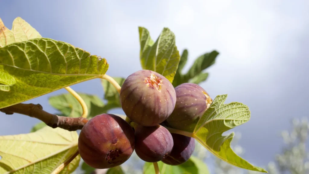 Fig Tree Care | ytvblog