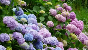 Hydrangeas | ytvblog