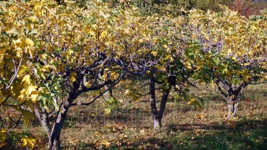 Fig Tree Care | ytvblog