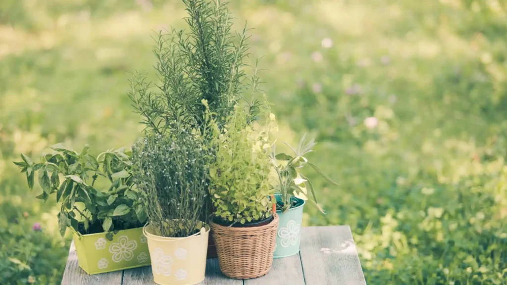 Herb Garden | ytvblog