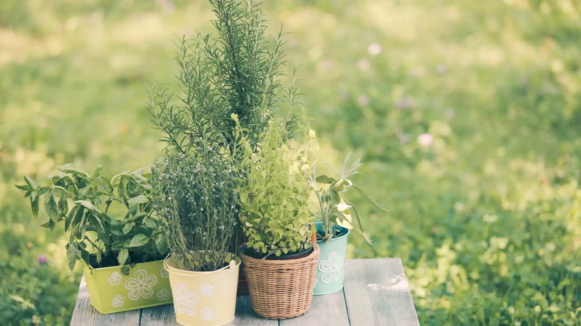 Herb Garden | ytvblog