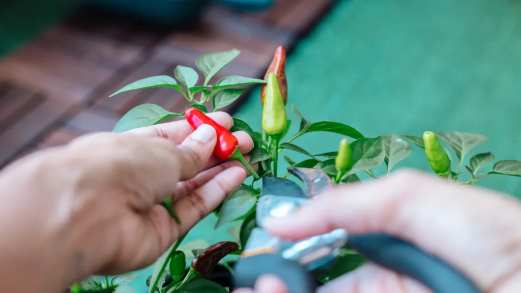 Pruning Shears | ytvblog