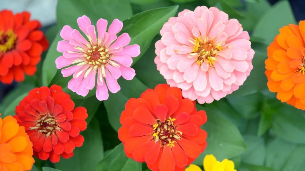 Zinnia Seeds | ytvblog