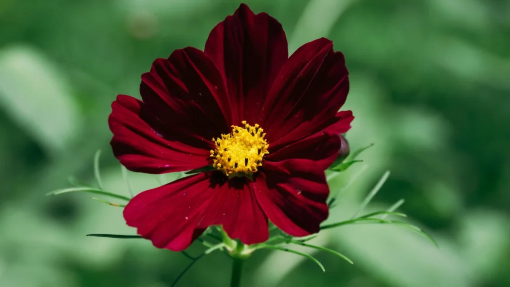 Cosmos Flowers | ytvblog