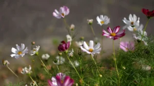 Cosmos Flowers | ytvblog