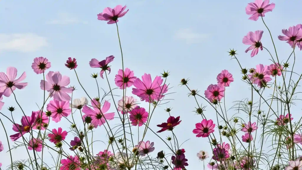 Cosmos Flowers | ytvblog