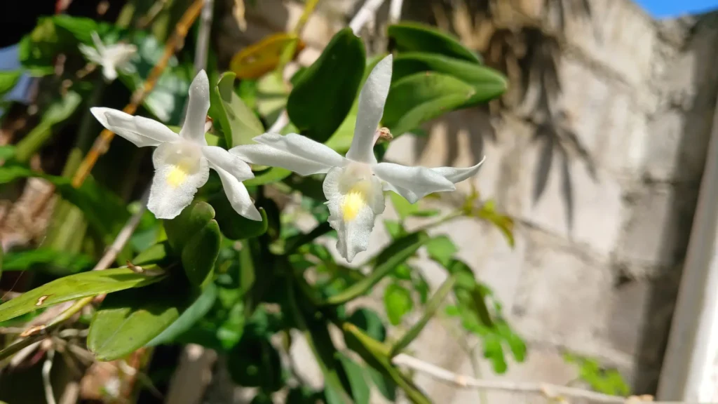 Ghost Orchid | ytvblog