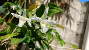 Ghost Orchid | ytvblog