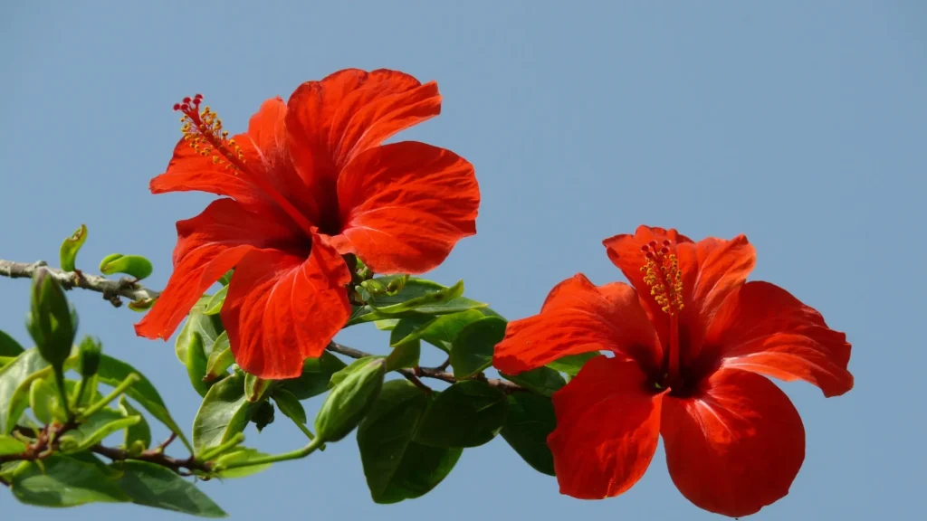 Hibiscus Tree | ytvblog