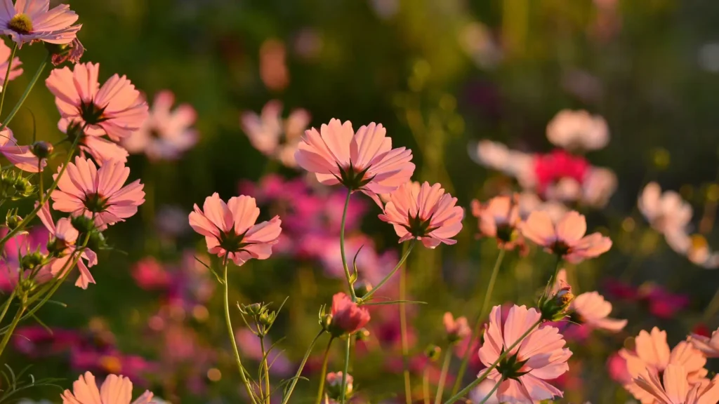 Cosmos Flowers | ytvblog