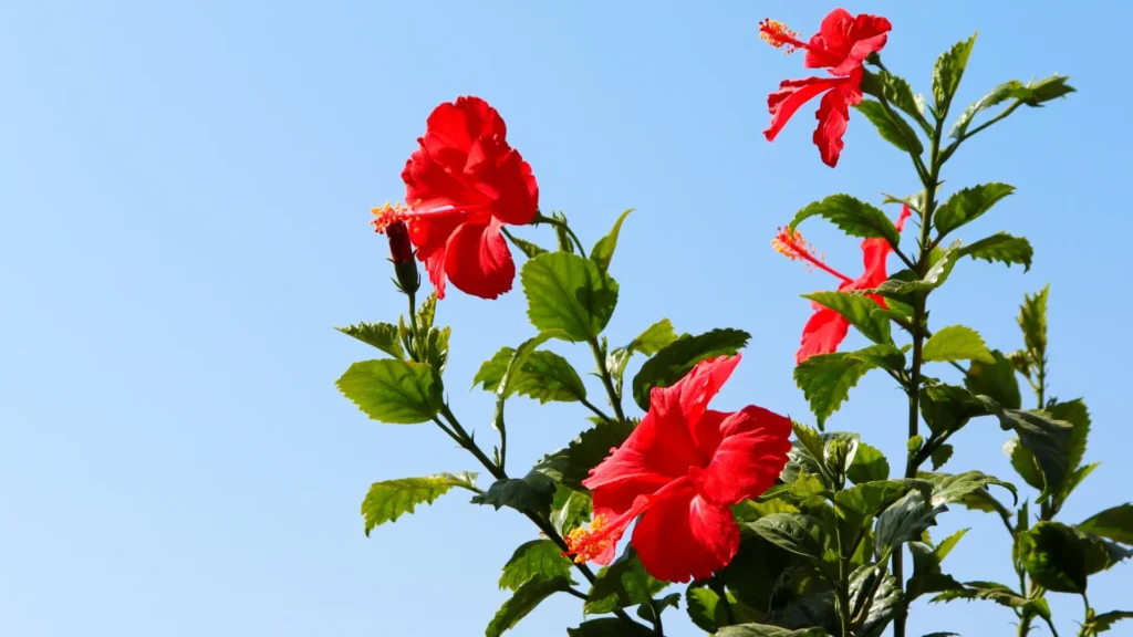 Hibiscus Tree | ytvblog