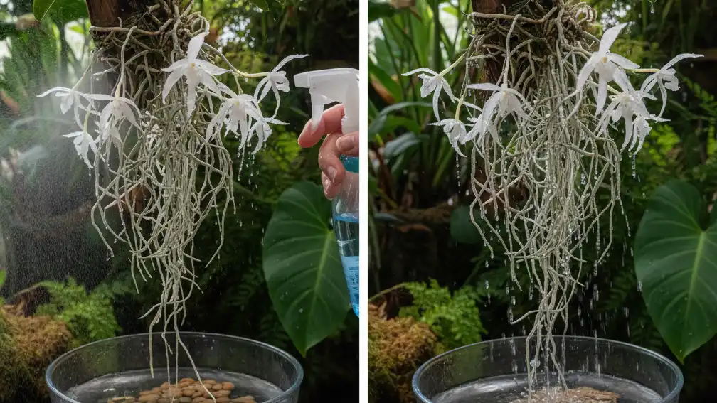 Ghost Orchid | ytvblog