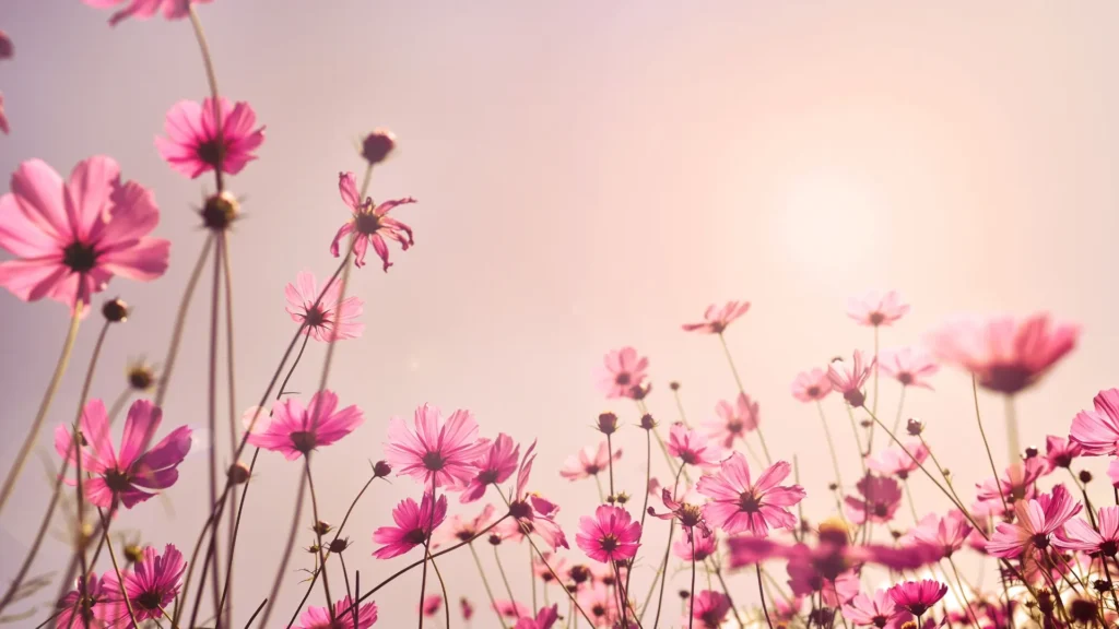 Cosmos Flowers | ytvblog