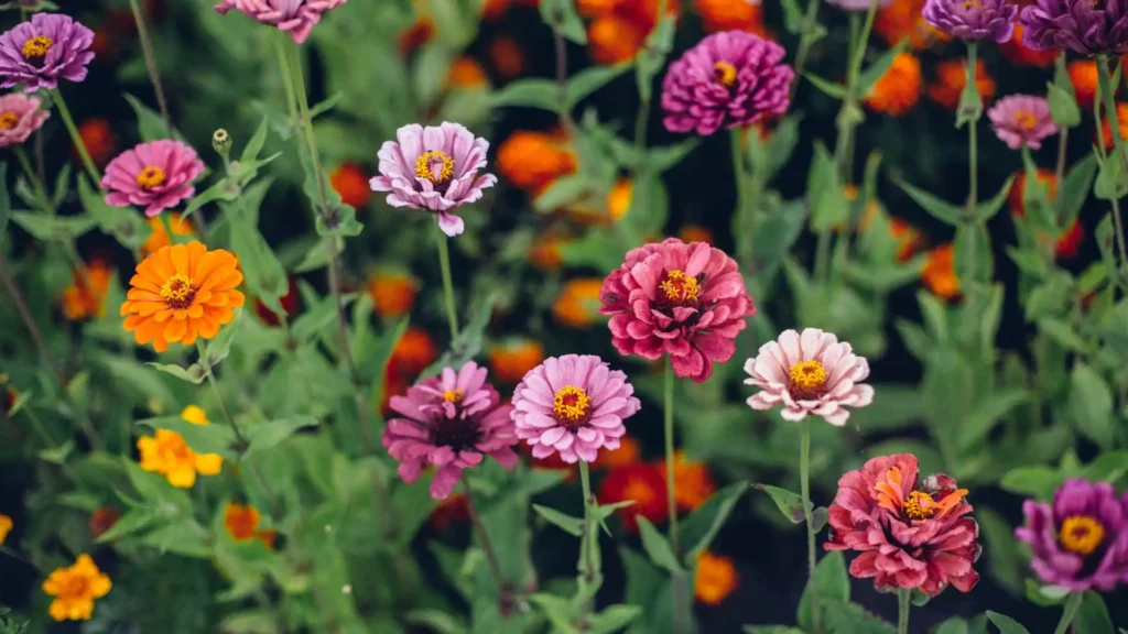 Zinnia Seeds | ytvblog