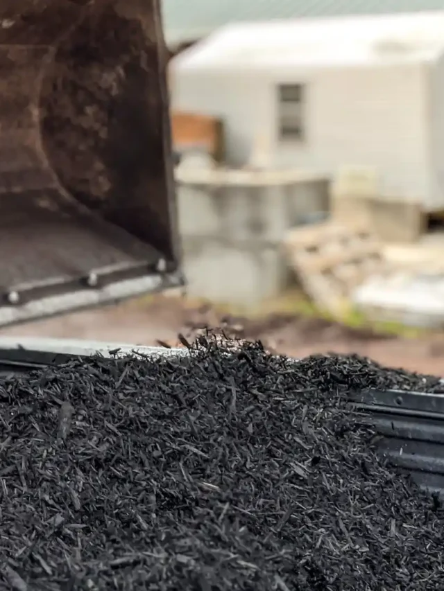 Black Mulch | ytvblog