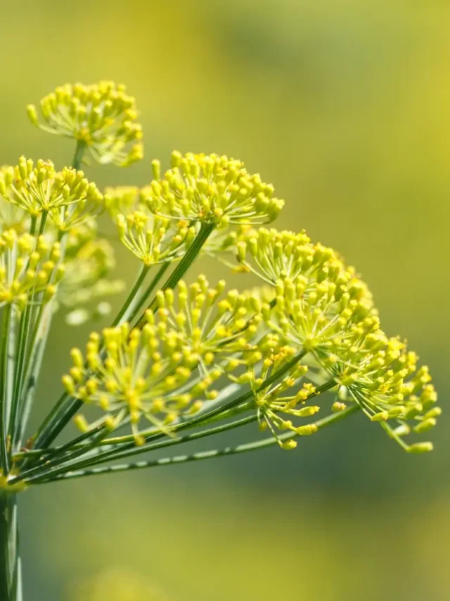 Fennel seeds | ytvblog