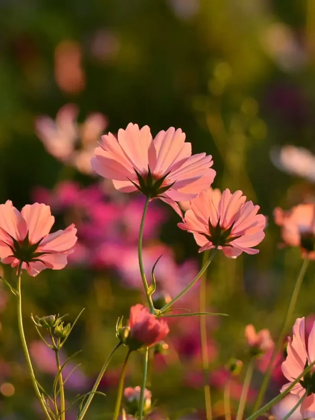 Cosmos Flowers | ytvblog