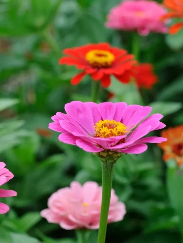 Zinnia Seeds | ytvblog