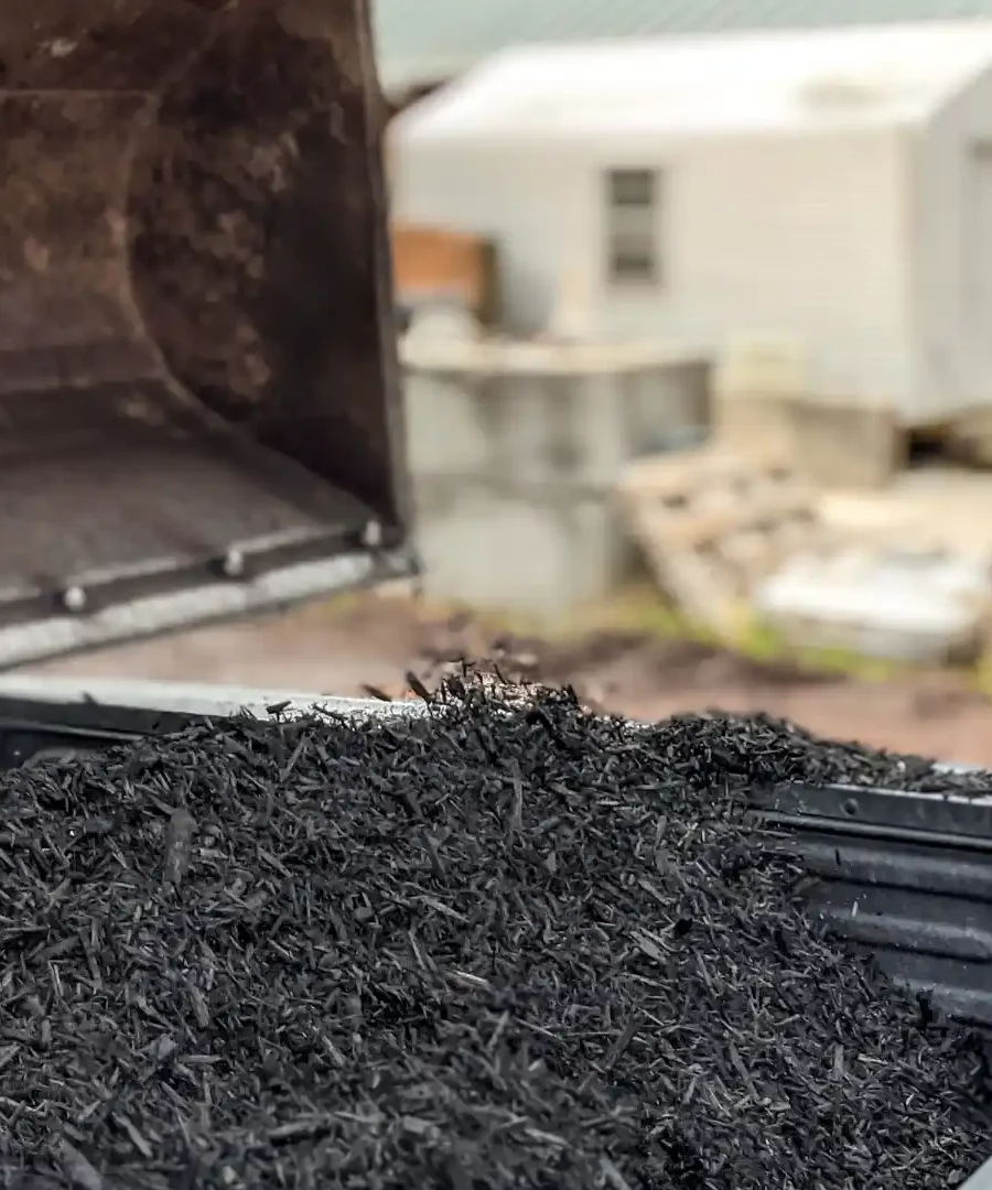 Black Mulch | ytvblog