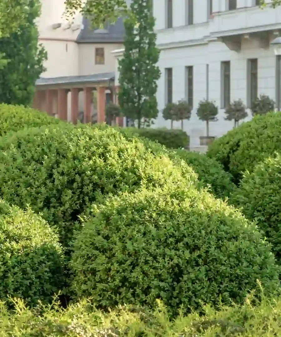Boxwood Shrubs | ytvblog
