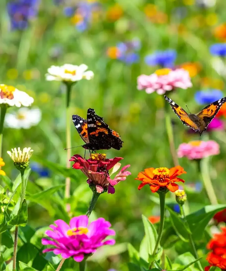 Butterfly Garden | ytvblog