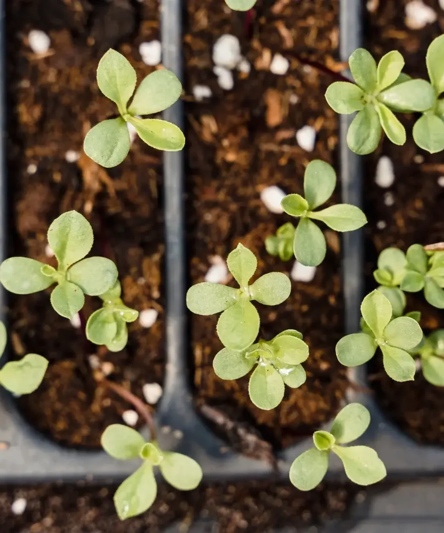 Closed-Loop Gardening | ytvblog