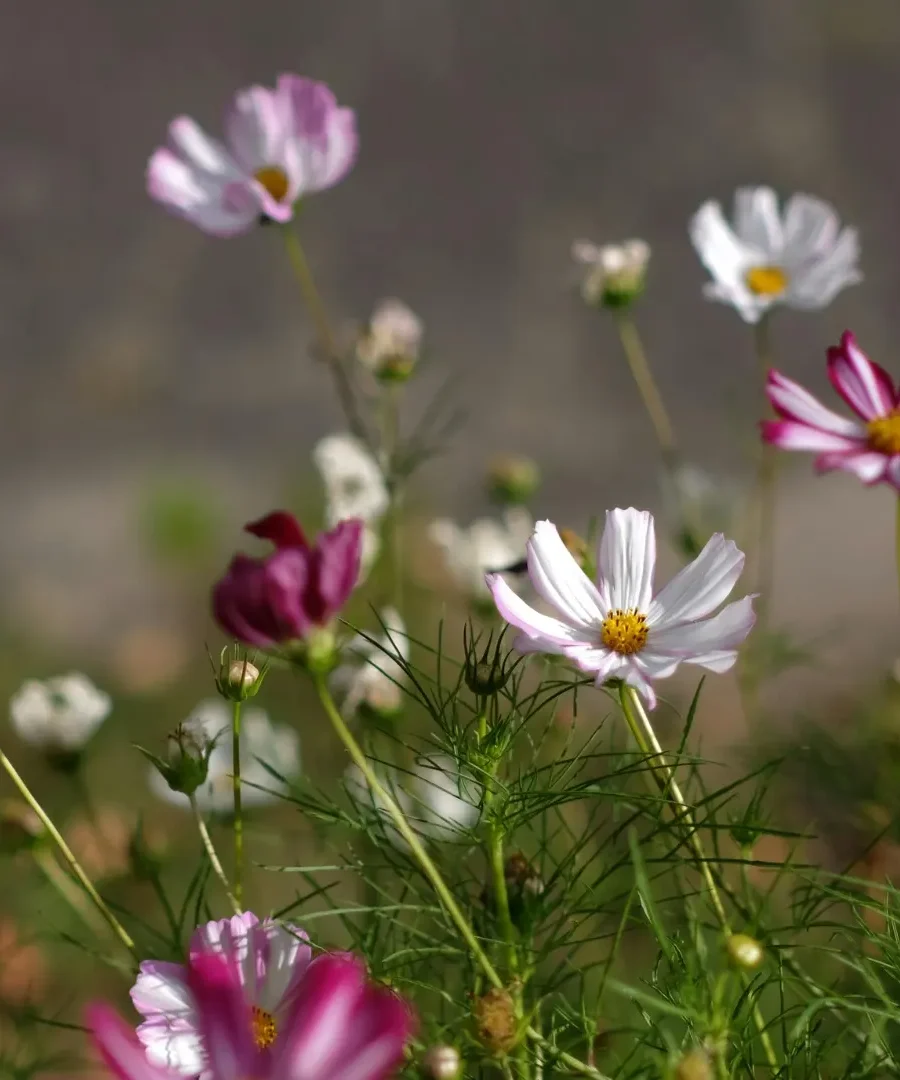 Cosmos Flowers | ytvblog